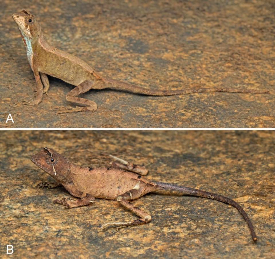 Un macho (foto superior) y una hembra (foto inferior) agasthyagama edge, o lagartija canguro del norte.