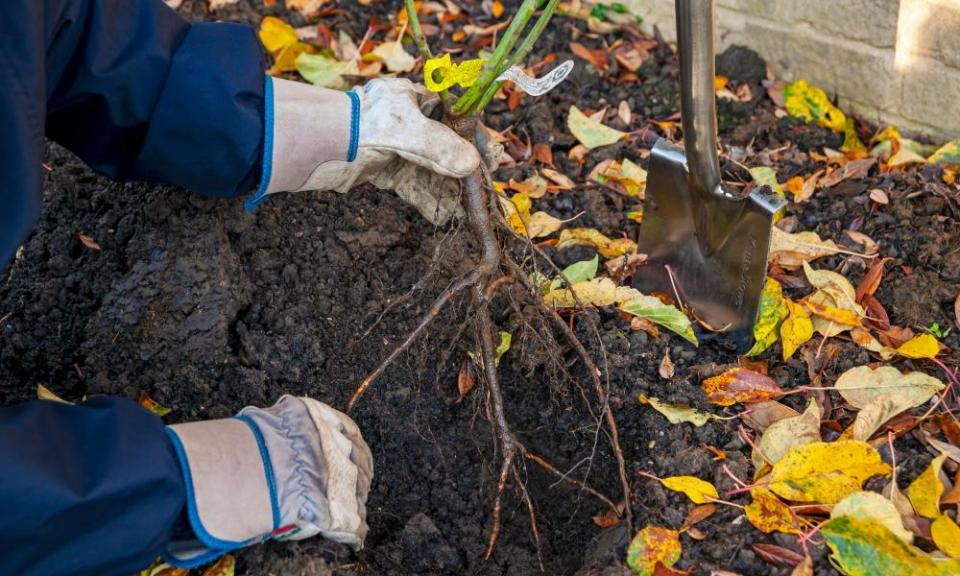 A gardener plants bare-rooted roses