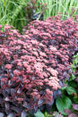 <p> One of the easiest plants to grow and propagate by cuttings in early summer. Intense ruby-red flowers set against dark reddish purple fleshy leaves of ‘Purple Emperor’ are a highlight of autumn. H50cm. </p>