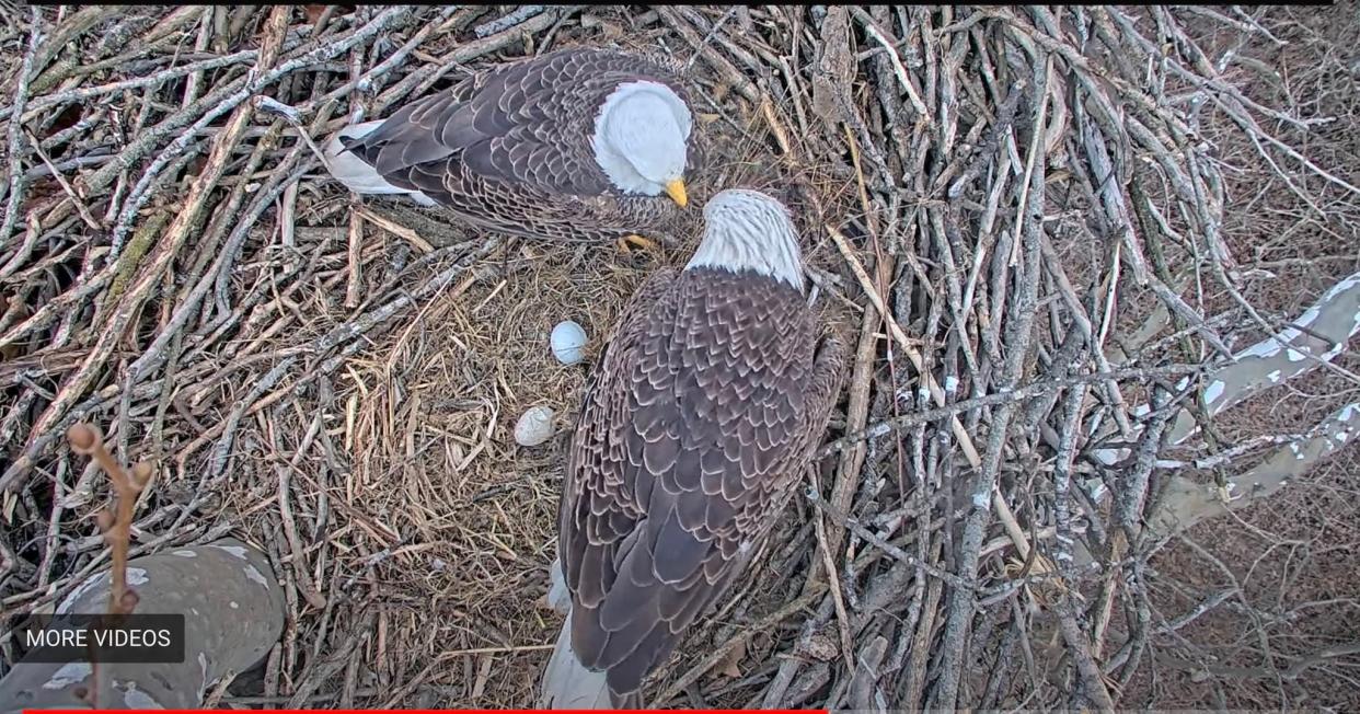 A photo from the University of Notre Dame's eagle cam shows two eggs laid alongside the adult pair in late February 2024 in the nest at St. Patrick's County Park in South Bend.