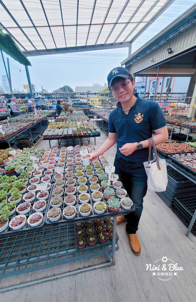 彰化田尾｜摩天輪仙人掌多肉植物