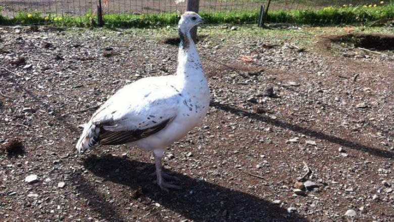 They're loud, proud and flourishing on a central Newfoundland farm