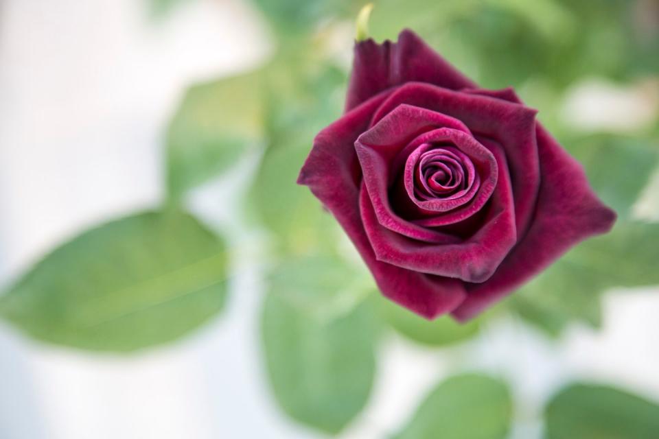 Burgundy Roses