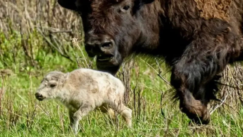 ▲本月初一頭剛出生沒多久、罕見的白色小水牛，在美國黃石公園被目擊。（圖／Erin Braaten / Dancing Aspens Photography via AP）