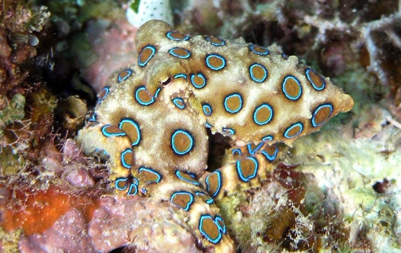 A blue-ringed octopus doing its warning display.