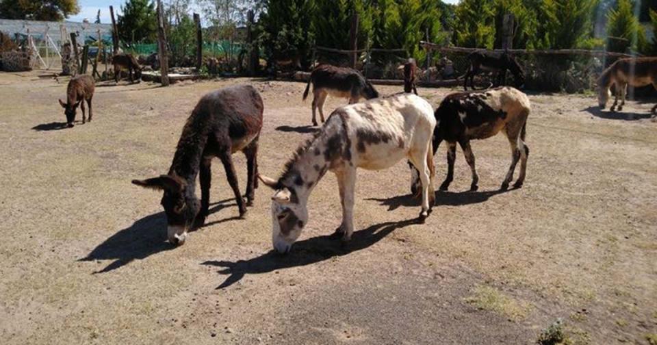 Foto: Facebook vía Burrolandia México 