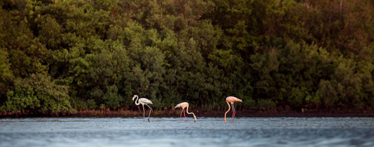 PHOTO: Flamingos in Fort De Soto Park, South-southwest of St. Petersburg, Fla. on Sept. 2, 2023. (Janelle LaFrance)