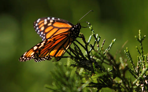 It is illegal to release Monarch butterflies in the UK - Credit:  REUTERS