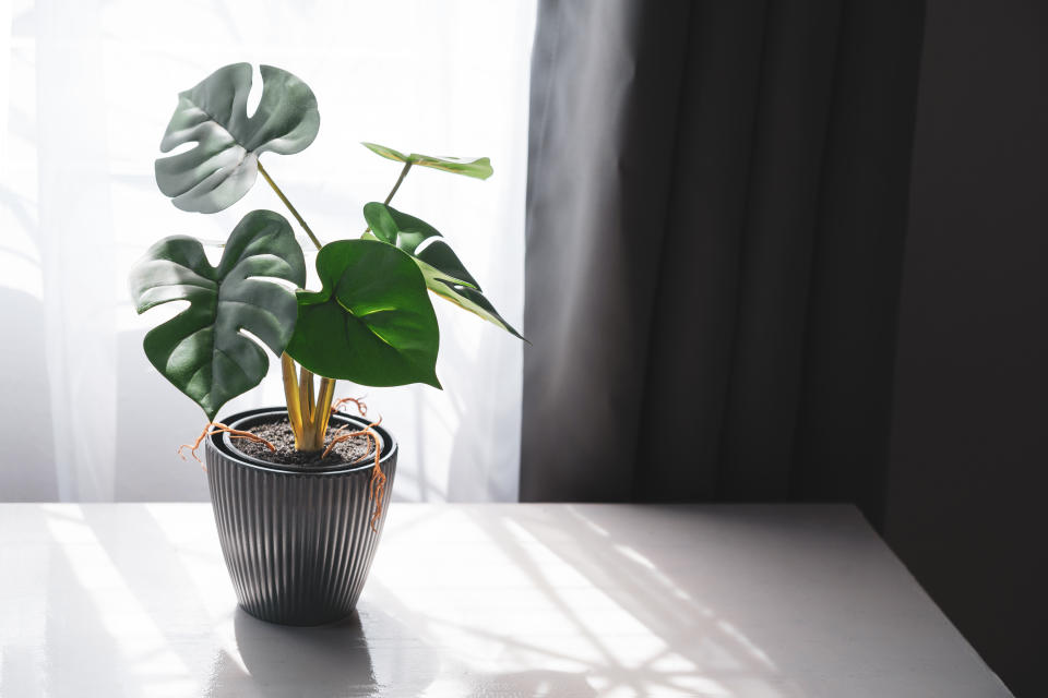 Philodendron Monstera wird auch die Lochpflanze genannt. Die grünen Blätter wachsen in Form eines Herzens. (Bild: Getty).