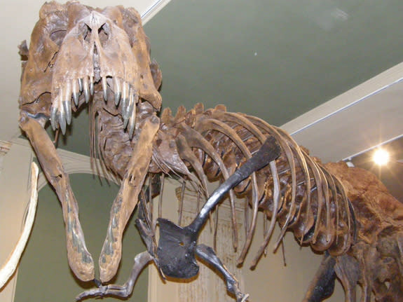 An adult <i>T. rex</i> on display at the Dinosaur Discovery Museum in Kenosha, Wisconsin.