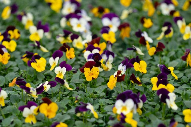 Tesco go peat-free on bedding plants