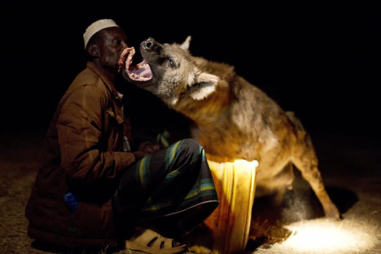 In Harar, Ethiopia, a man calls wild hyenas to his house and feeds them by hand