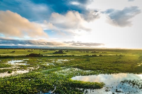 The Pantanal wetlands - Credit: filipefrazao - Fotolia/Filipe Frazao