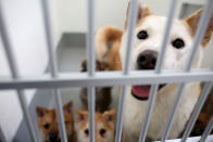 <p>In this image released on Tuesday March 24th, A group of dogs, part of the 57 dogs rescued by Humane Society International and Change for Animals Foundation from a dog meat farm in Hongseong, South Korea, are temporarily housed in a San Francisco SPCA kennel on March 20, 2015. HSI worked with the farmer to remove the dogs from miserable conditions and close the doors of his facility for good. As part of the plan, HSI secured an agreement with him to stop raising dogs for food and move permanently to growing crops as a more humane way to make a living. HSI flew the dogs to San Francisco to be evaluated and treated for medical issues at the San Francisco SPCA. Some of the dogs were transferred to additional HSI Emergency Placement Partners, including East Bay SPCA, Marin Humane Society and the Sacramento SPCA. All the dogs will be found loving, permanent homes. (Sammy Dallal/AP Images for The Humane Society of the United States) </p>