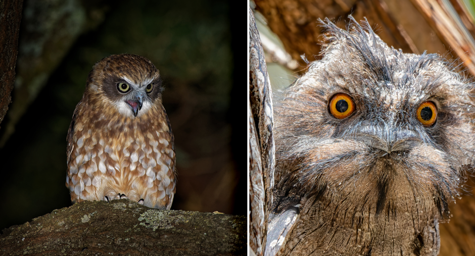 Left - a boobook. Right - a tawny frogmouth.