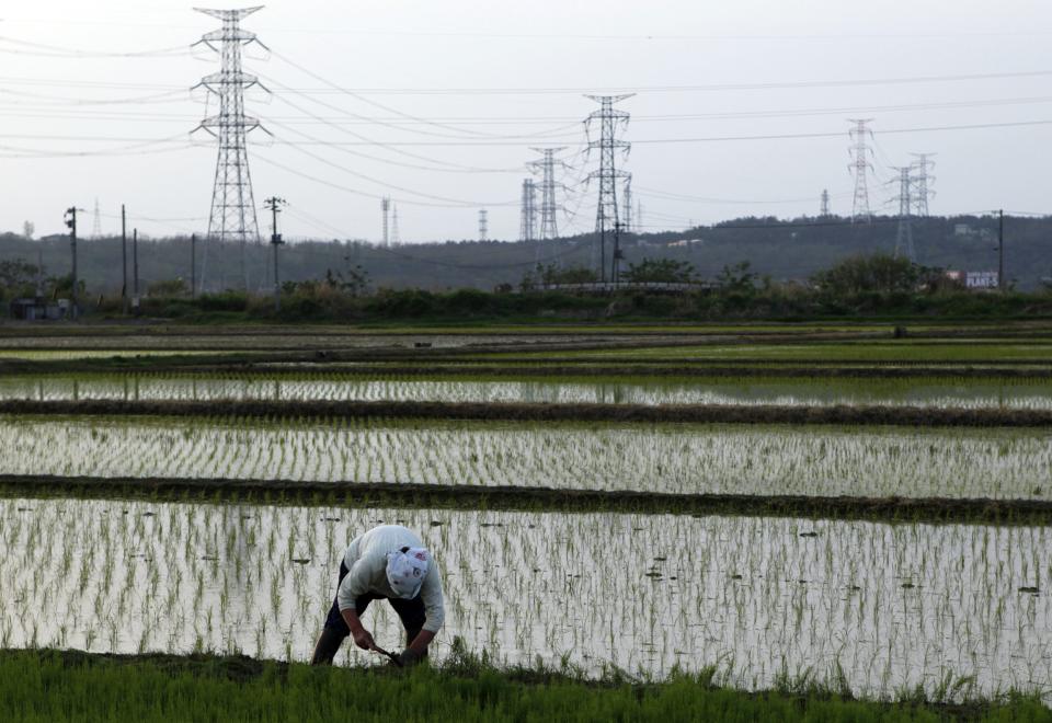 File photo of a woman working in a rice field in Kashiwazaki