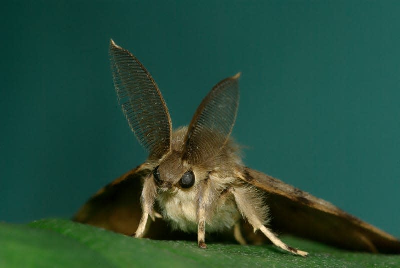 Spongy Moth