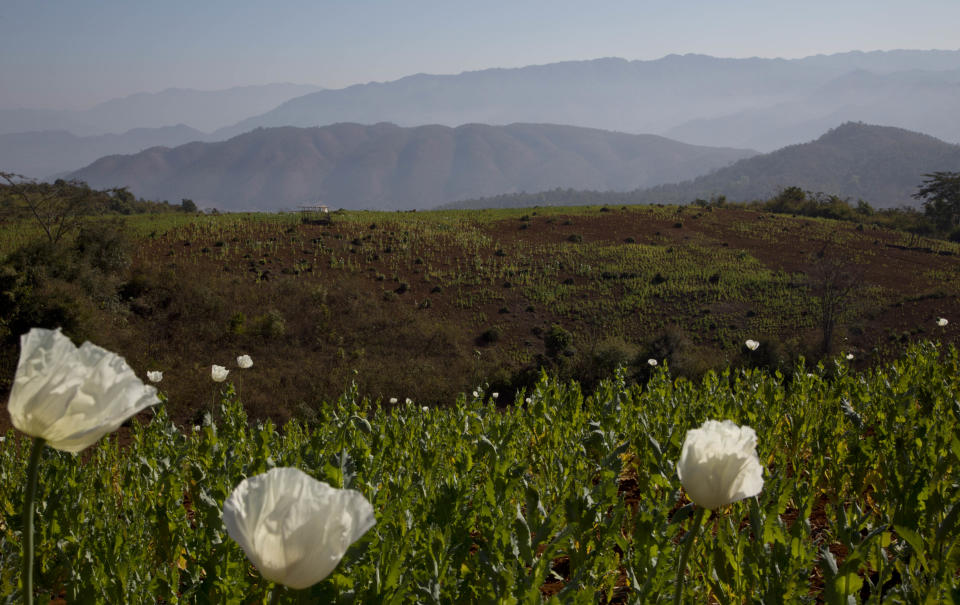 In this Jan 27 photo, flourishing poppy fields spread through hills at Nampatka village, Northern Shan State, Myanmar. Infantry army base and several police posts overlook waves of white and pink poppies in full bloom on both sides of the dusty road leading to Nampakta, blanketing the sloping valleys and jagged peaks as far as the eye can see. (AP Photo/Gemunu Amarasinghe)