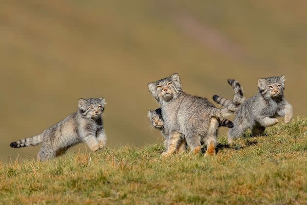 Au signal, on détale ! © Shanyuan Li Wildlife Photographer of the Year 2020