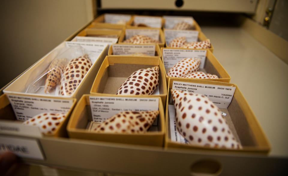 A junonia collection is displayed at Bailey-Matthews National Shell Museum & Aquarium on Friday, Feb. 2, 2024.