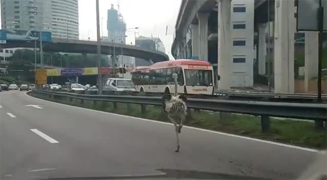 The bird was eventually recaptured and returned to its owner. Photo: Instagram/ Jeff Sandhu