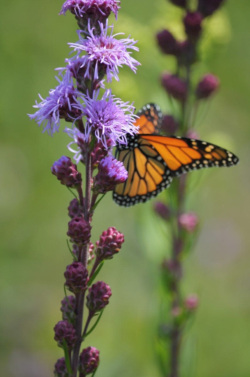 You can make tea from wild bergamot, also called bee balm