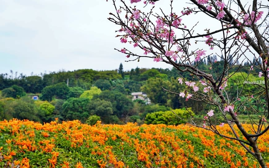 新北｜2024年三芝櫻花季