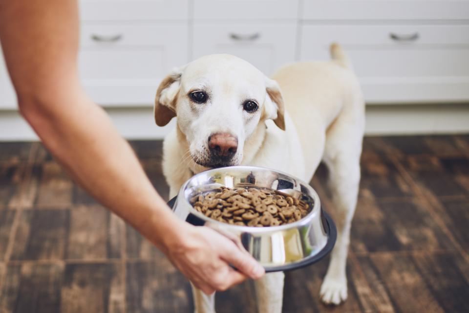 Keep Scout's tummy full. (Photo: Getty)