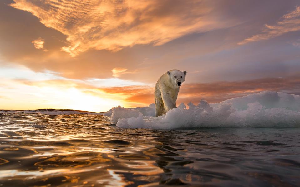 Short on time? You can still take a trip to Canada to spot polar bears - © Paul Souders