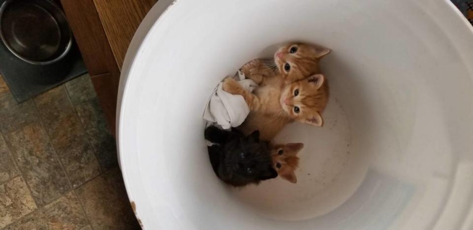 Fresno County is expecting many kittens to be born in the coming months with the weather warming up -- like this litter of kittens that were left in a bucket. The time of year is sometimes referred to as Kitten season, which can also be a deadly time with people doing acts of animal cruelty to get rid of the baby cats. Courtesy photo/The Cat House on the Kings