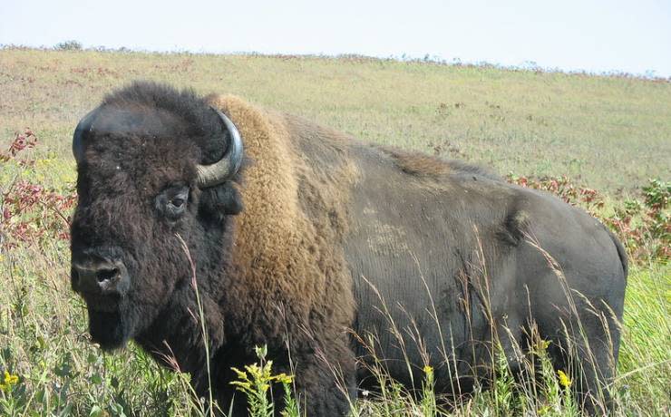 Bison are often observed in Prairie State Park in southwest Missouri.