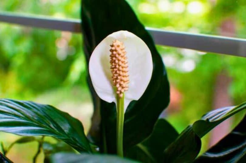 Picture of peace lilies