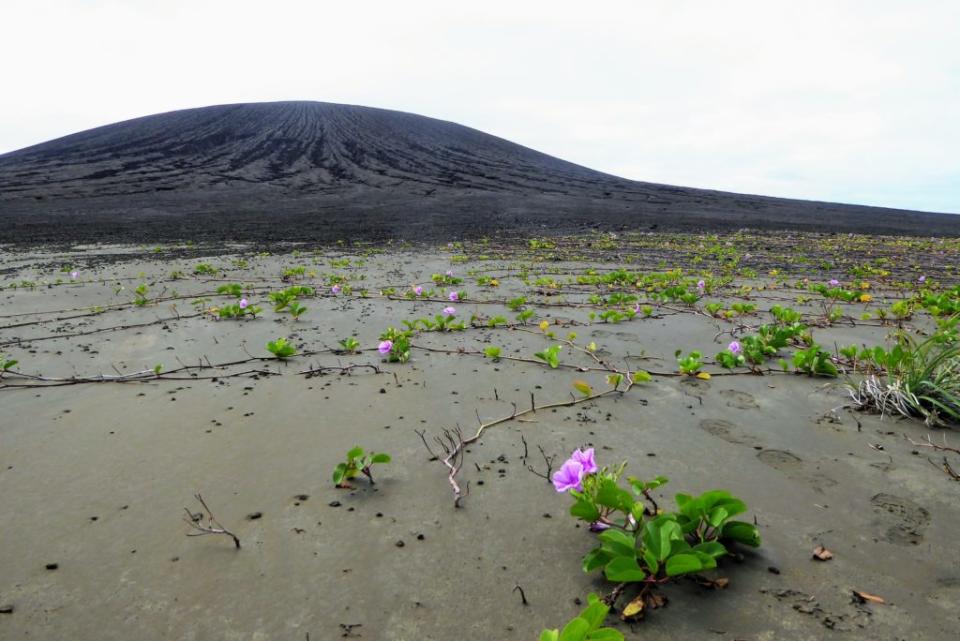 Imagen de la vegetación echando raíces en la playa de la isla. (Crédito imagen: Dan Salyback).