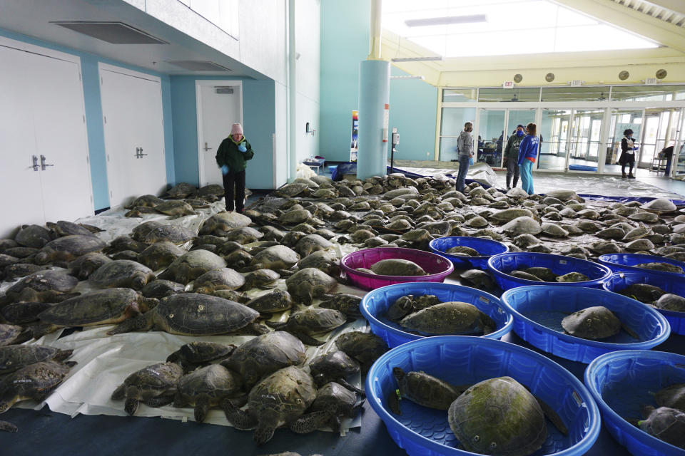 FILE - In this Feb. 16, 2021, file photo, thousands of Atlantic green sea turtles and Kemp's ridley sea turtles suffering from cold stun are laid out to recover at the South Padre Island Convention Center on South Padre Island, Texas. As many Texans hosted neighbors who had no heat or water during the vicious February storm, numerous types of wildlife are believed to have taken a beating from the cold snap. (Miguel Roberts/The Brownsville Herald via AP, File)