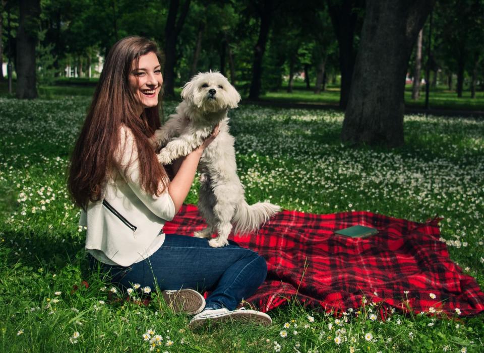 For those looking for the perfect lap dog, a pup that's clingy can be a welcome attribute - and the Maltese is a case in point. This is a dog that will only leave their owner's lap if they really, really have to. (Photo: Canva/Getty Images)