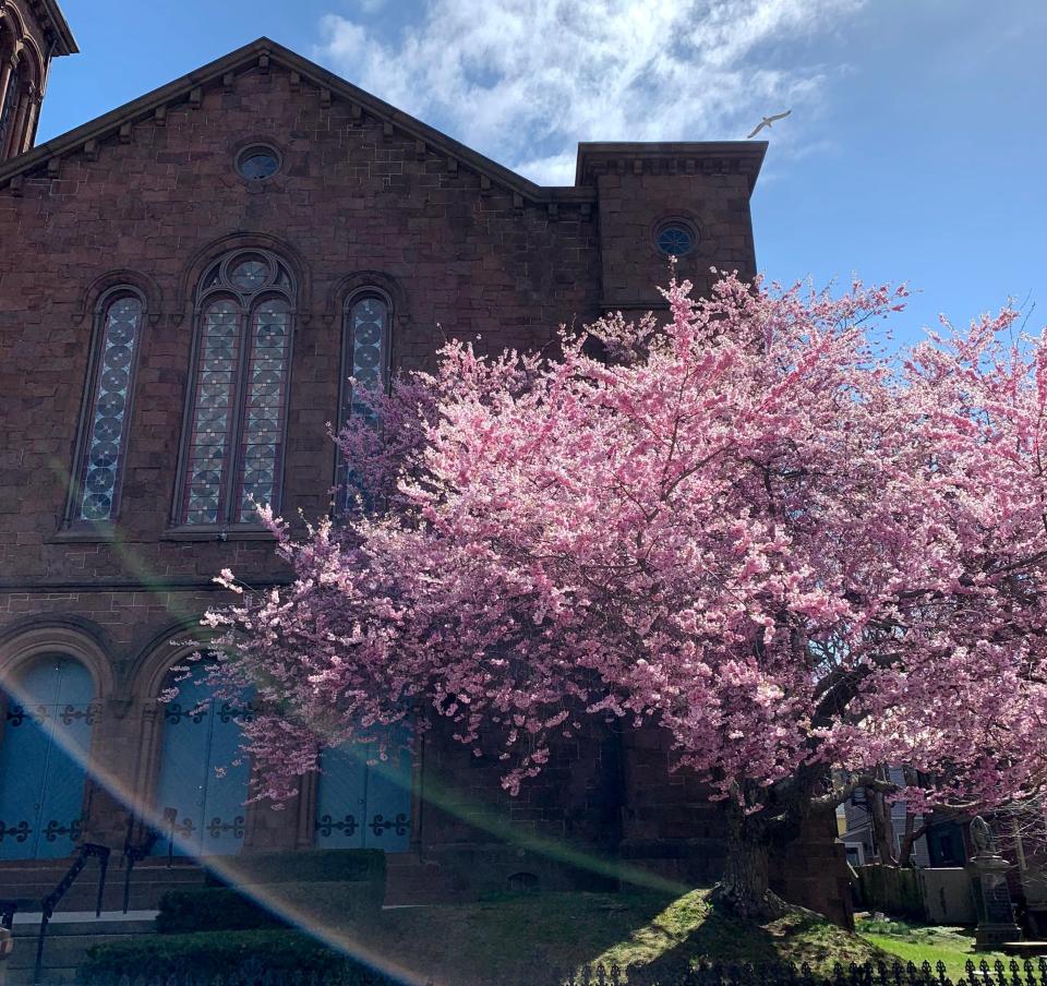 The pink Yoshino cherry tree outside the Newport Congregational Church.