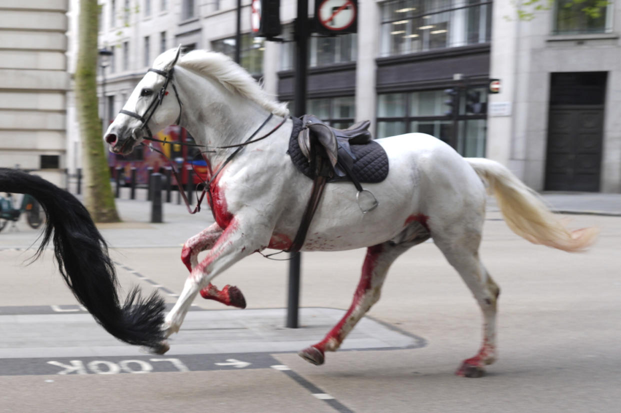 A white horse on the loose bolt through the streets of London near Aldwych, on Wednesday April 24, 2024. (Jordan Pettitt/PA via AP)