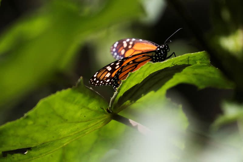 FILE PHOTO: Monarch butterflies at Mexico's Sierra Chincua butterfly sanctuary