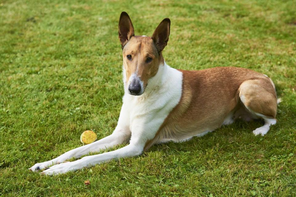 smooth collie laying in grass with a ball