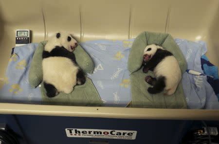 Twin giant panda cubs born to mother Er Shun are seen in this undated handout picture taken at the Toronto Zoo in Toronto, Ontario. REUTERS/The Toronto Zoo/Handout via Reuters