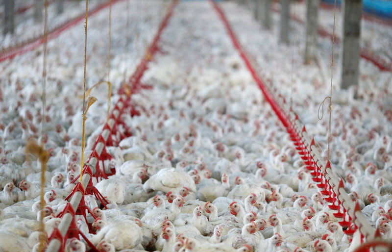 Yunus said all poultry farms will soon be required to shift to closed poultry houses. — Reuters pic