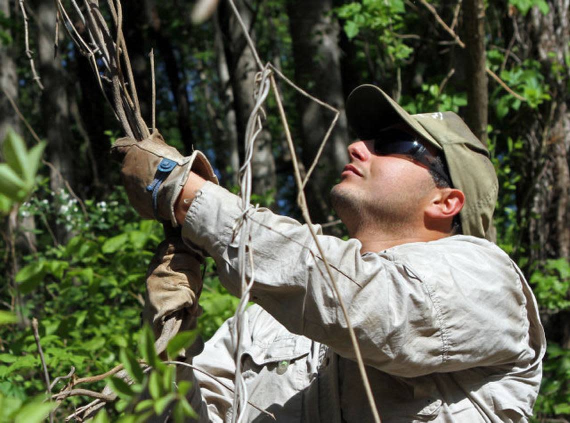Joseph Sullivan, an Ecological Technician at the North Carolina Museum of Art, clears kudzu and other invasive species from the Museum Park on Thursday April 12, 2012.