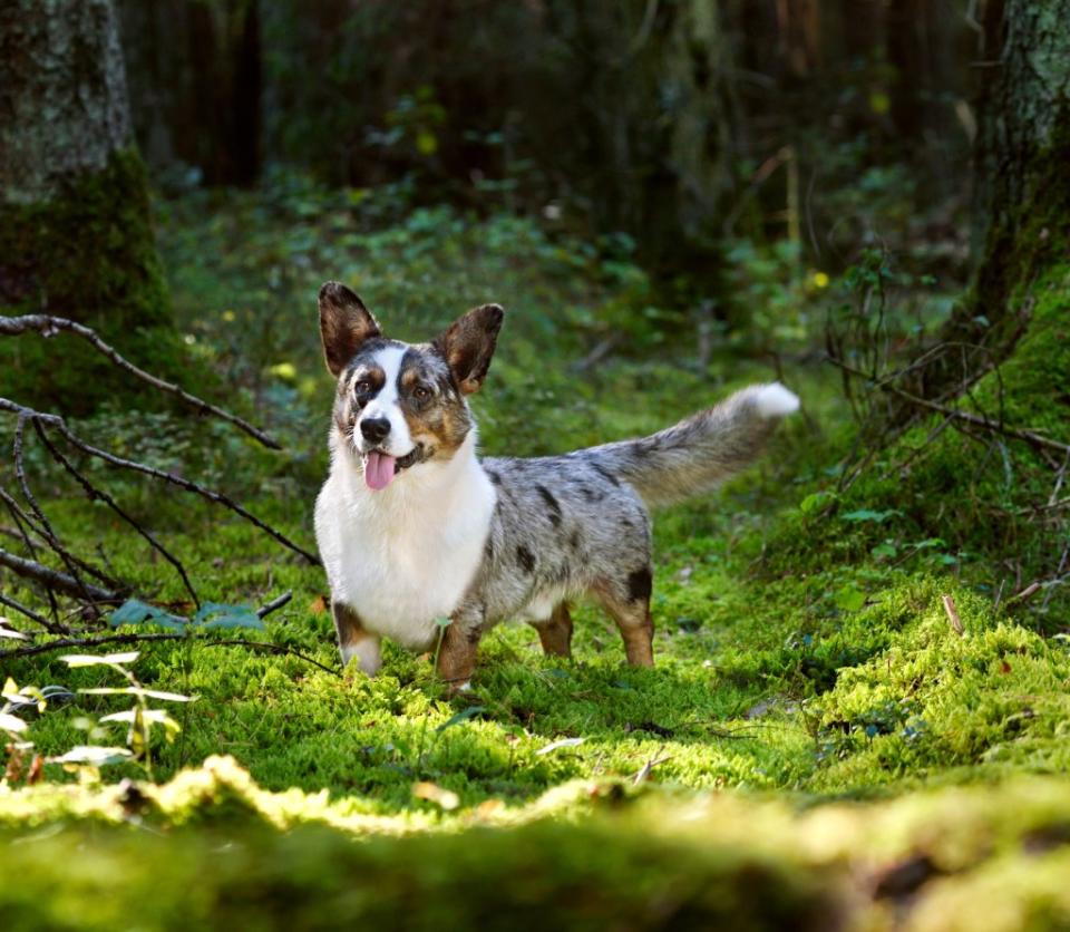 Funny merle Cardigan Welsh Corgi standing on green moss in forest on a sunny day