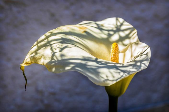 A flowering calla lily in mottled shade