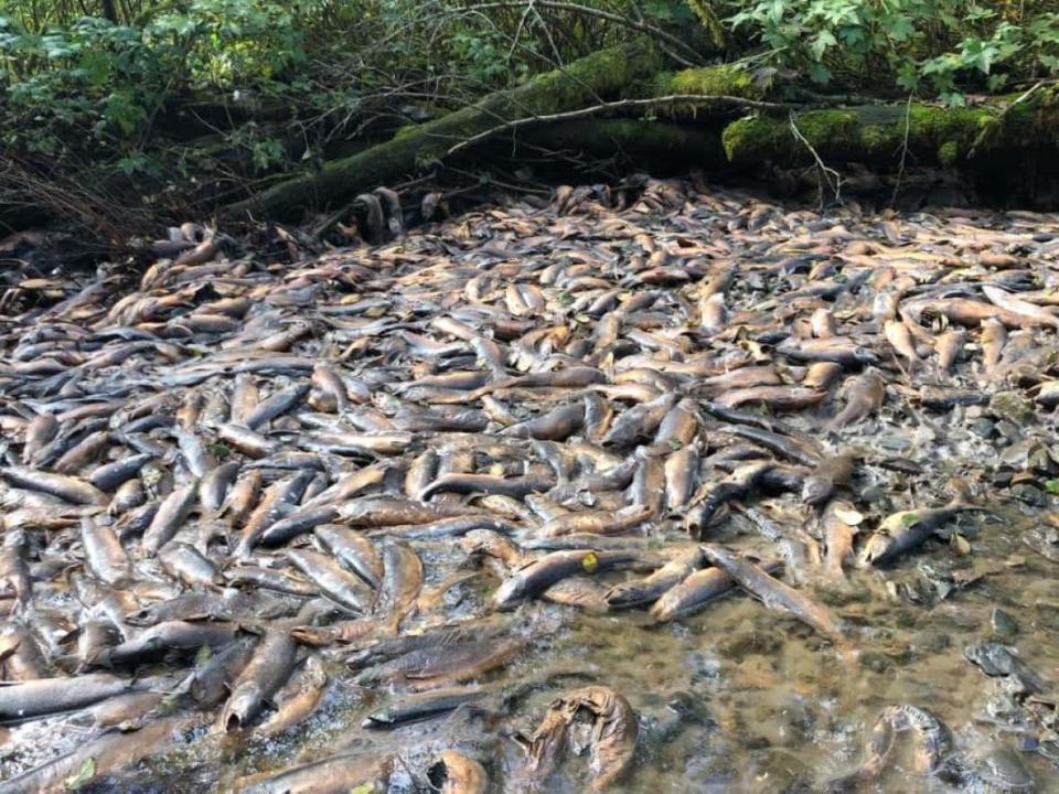 Salmon counters for the Heiltsuk First Nation found Neekas Creek littered with dead or dying pink salmon over the first weekend in October, after months of record-breaking dry weather in B.C. (Sarah Mund - image credit)
