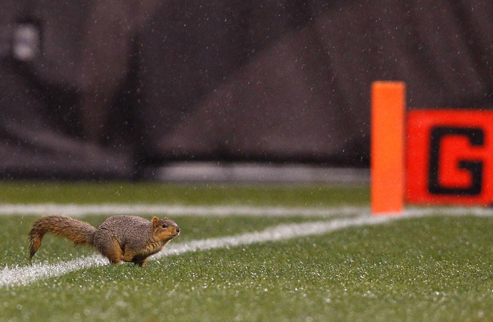 CLEVELAND, OH - DECEMBER 04: A squirrel runs on the field during the fourth quarter of the Cleveland Browns versus Baltimore Ravens NFL game at Cleveland Browns Stadium on December 4, 2011 in Cleveland, Ohio. (Photo by Matt Sullivan/Getty Images)