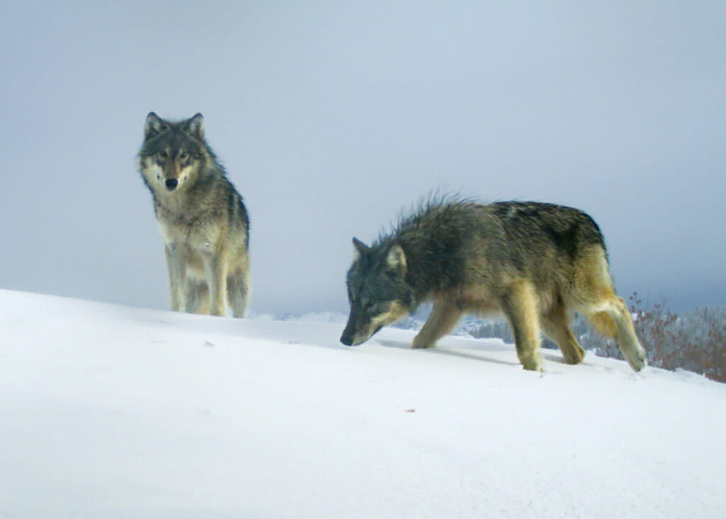 Two wolves from the Middle Fork Pack are seen on a trail camera on U.S. Fish and Wildlife lands in Wallowa County, Oregon