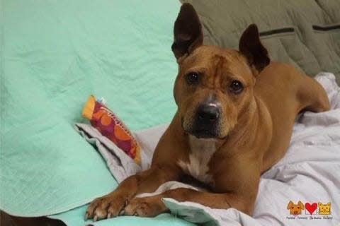 Bonnie, a pit bull terrier, awaits adoption at the Beaver County Humane Society.