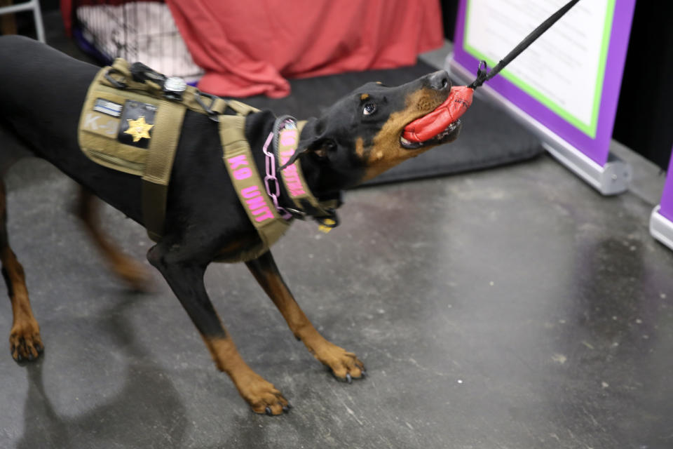 In this Saturday, Jan. 25, 2020 photo, Tabitha, a Doberman pinscher demonstrates her skills while playing with her owner at the American Kennel Club’s “Meet the Breeds” event in New York. Tabitha was initially a show dog but now is an explosives-sniffer, checking dignitaries’ private planes at New York City-area airports. (AP Photo/Jennifer Peltz)