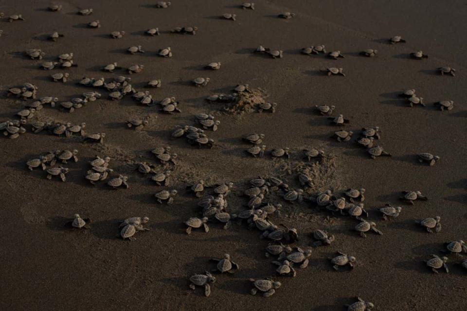 liberación de tortugas marinas en tonalá, chiapas